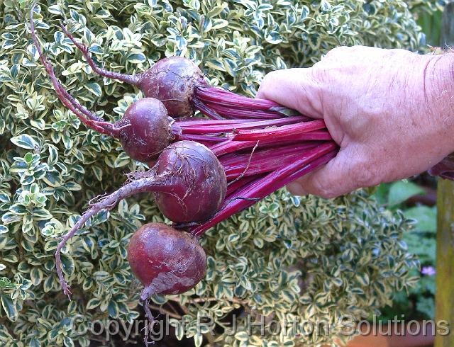 Beetroot Hand